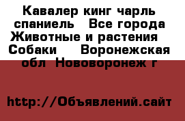 Кавалер кинг чарль спаниель - Все города Животные и растения » Собаки   . Воронежская обл.,Нововоронеж г.